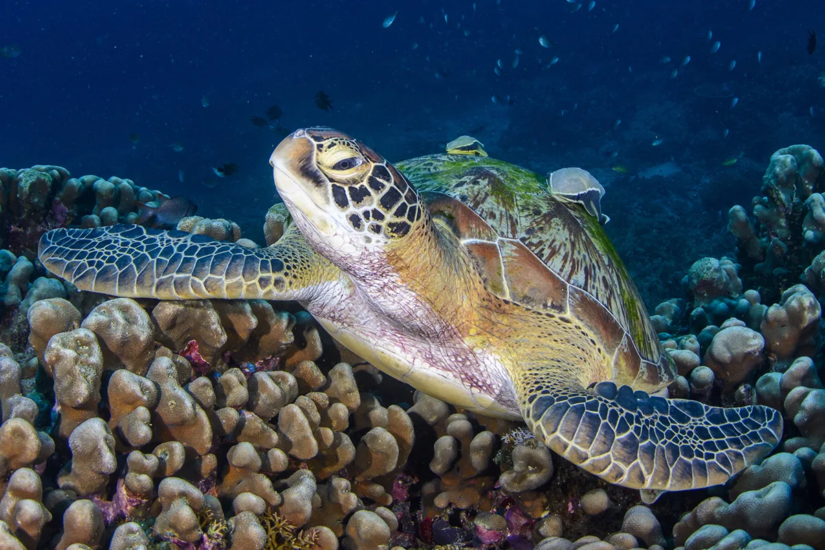 Diduga Santap Penyu Raja Ampat, WNA China Dicegah Kabur