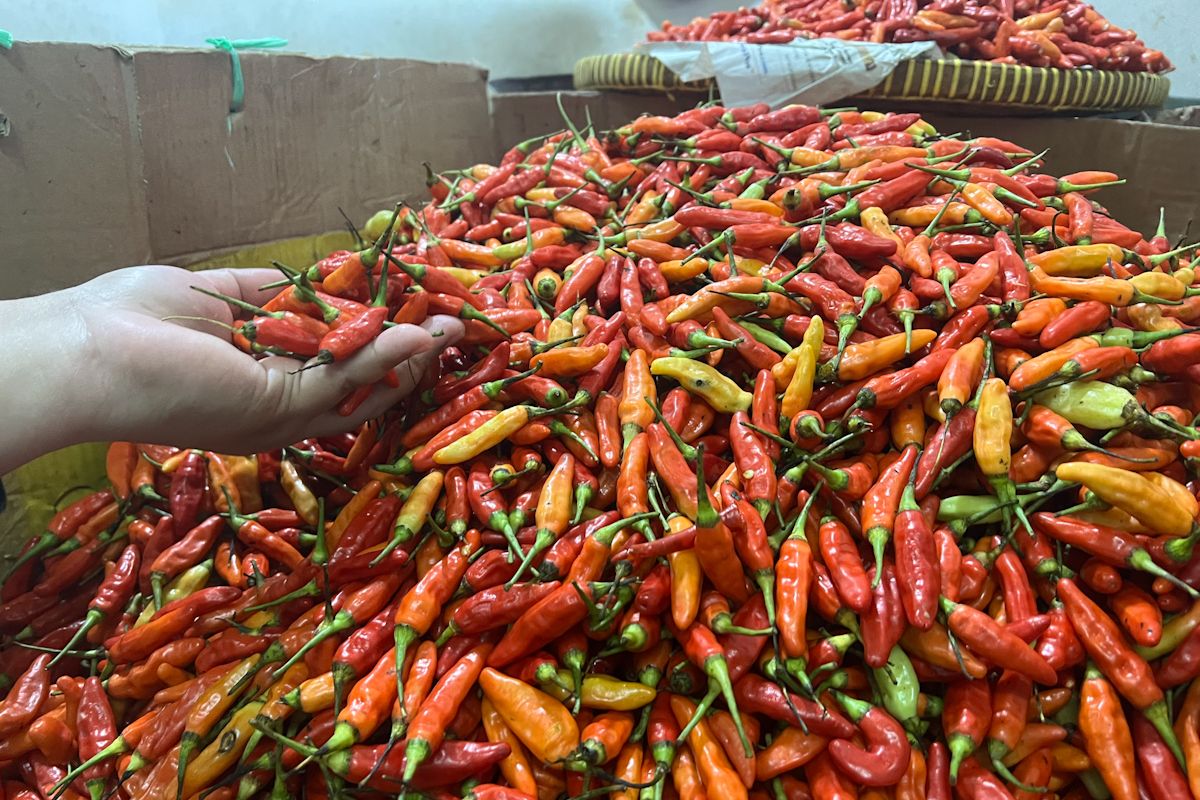 Cabai Rp90 Ribu, Sembako Membara! Dompet Rakyat  Tertekan